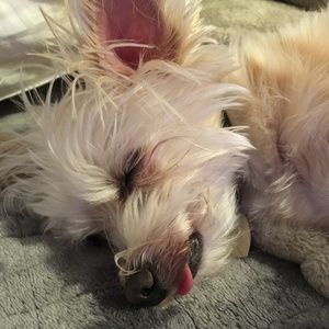 Meet your Posher, Roy